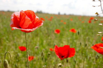 meadow at summer time full of poppies  with copy space for your text