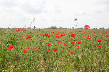 meadow at summer time full of poppies  with copy space for your text