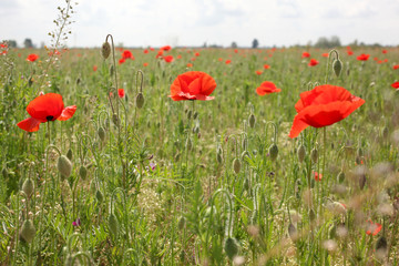 meadow at summer time full of poppies  with copy space for your text