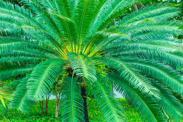 Lush dwarf palm tree