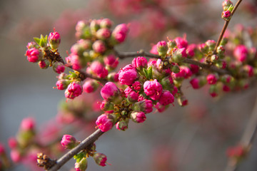 pink sakura buds