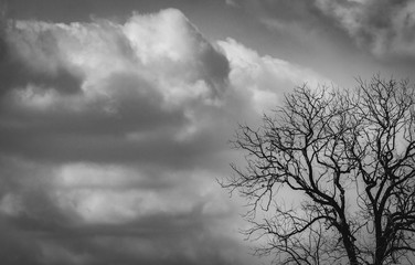 Silhouette dead tree  on dark grey sky and white clouds background for  scary, death, and peace concept. Halloween day background. Art and dramatic on black and white. Despair and hopeless concept.