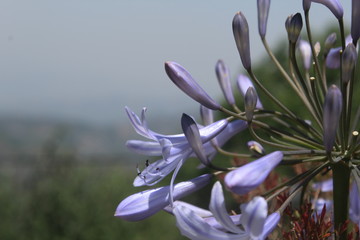 A bunch of purple flowers clicked in hills