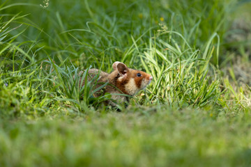Ein lieber kleiner Feldhamster im saftigem Gras