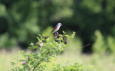 bird & flowers