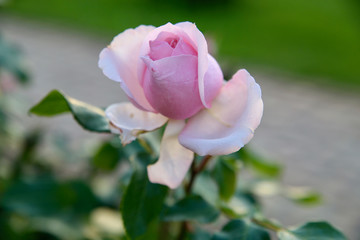 pink rose
