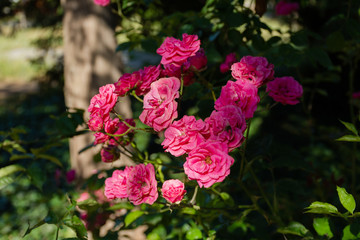 Pink roses on dark blurred garden background