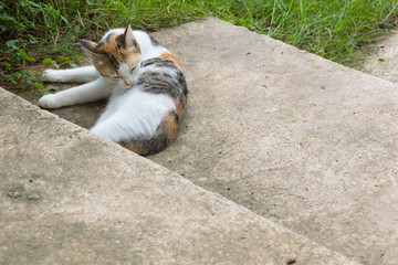 Tabby cat relax on ground.