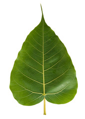Green leaf Pho leaf, (bo leaf,bothi leaf) isolated on white background