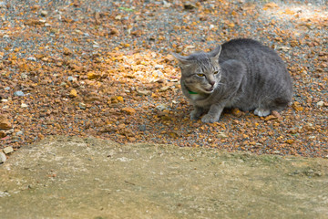 One gray cat are threatening to growling in fear.