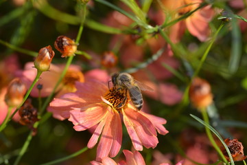 Abeille qui butine 02