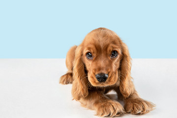 Looking so sweet and full of hope. English cocker spaniel young dog is posing. Cute playful braun doggy or pet is lying isolated on blue background. Concept of motion, action, movement. - obrazy, fototapety, plakaty