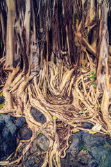 Roots, Ficus socotrana (Ficus socotrana), botanical garden, Jardin Botanico Canario Viera y Clavijo, Tafira, Gran Canaria, Canary Islands, Spain