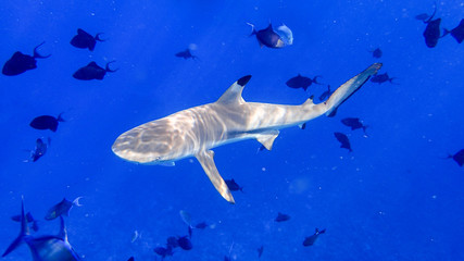 Blacktip reef shark