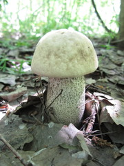 brown mushroom on a background of green grass