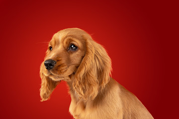 Perfect companion on the way. English cocker spaniel young dog is posing. Cute playful braun doggy...