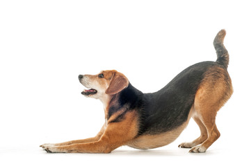 Beagle mix is making a bow, isolated studio shot