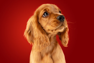 Perfect companion on the way. English cocker spaniel young dog is posing. Cute playful braun doggy...