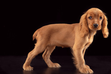 Don't leave me alone. English cocker spaniel young dog is posing. Cute playful braun doggy or pet...