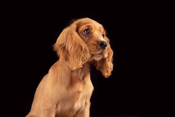 Don't leave me alone. English cocker spaniel young dog is posing. Cute playful braun doggy or pet is sitting full of attention isolated on black background. Concept of motion, action, movement.