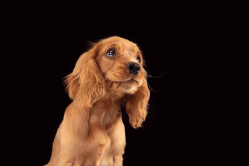 Don't leave me alone. English cocker spaniel young dog is posing. Cute playful braun doggy or pet is sitting full of attention isolated on black background. Concept of motion, action, movement.