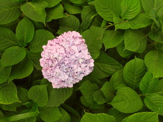 色づき始めた紫陽花