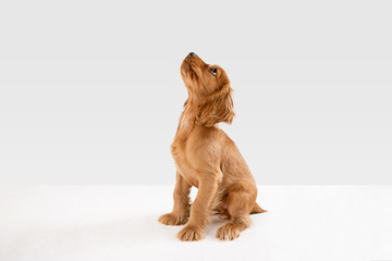 Pure youth crazy. English cocker spaniel young dog is posing. Cute playful white-braun doggy or pet is playing and looking happy isolated on white background. Concept of motion, action, movement. - obrazy, fototapety, plakaty