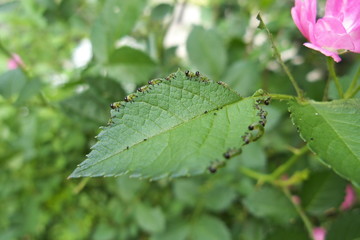 バラの葉を食べる虫 - Caterpillars eating the rose leaf