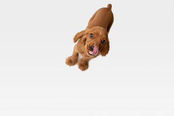 Pure youth crazy. English cocker spaniel young dog is posing. Cute playful white-braun doggy or pet...