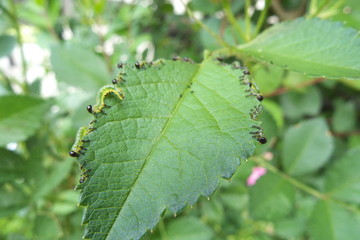 バラの葉を食べる虫 - Caterpillars eating the rose leaf