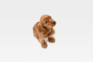Pure youth crazy. English cocker spaniel young dog is posing. Cute playful white-braun doggy or pet...