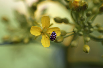 Beautiful beetle on a yellow flower