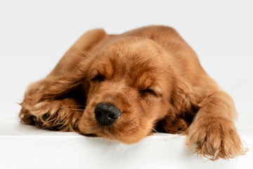 The most lovely family's friend ever. English cocker spaniel young dog is posing. Cute playful fluffy braun doggy or pet is lying and sleeping isolated on white background. Studio close-up photoshot.