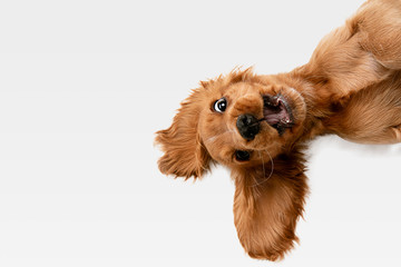 Pure youth crazy. English cocker spaniel young dog is posing. Cute playful white-braun doggy or pet is playing and looking happy isolated on white background. Concept of motion, action, movement. - Powered by Adobe