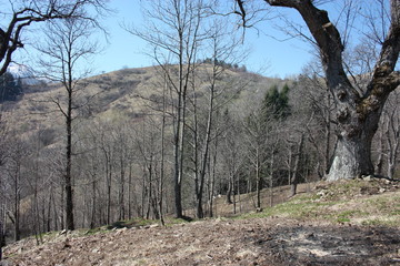 spring panorama of Careggine, dry soil and bare trees. the land is dry and the bush displaced also in Tuscany due to the drought