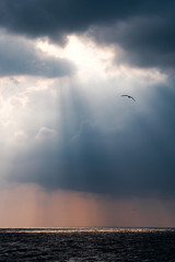 Sea Gull
