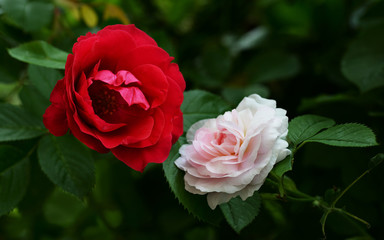 Blooming multicolored roses
