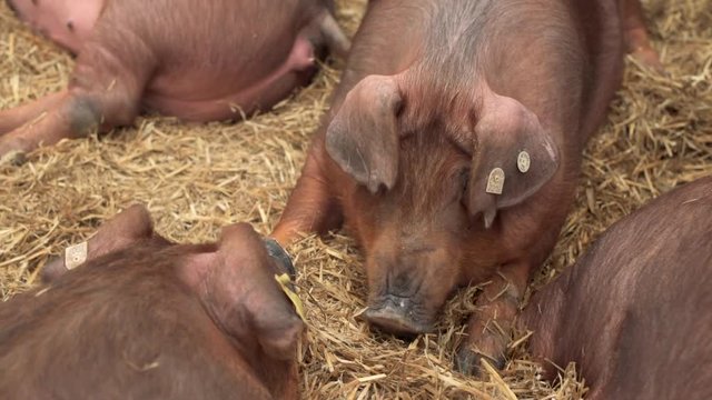 Danish duroc pigs in pen on livestock farm