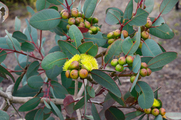 Eucalyptus preissiana flowers in a native garden in Cranbourne near Melbourne.