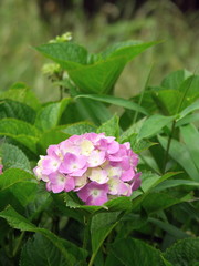 紫陽花咲く風景