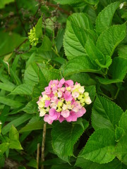 紫陽花咲く風景