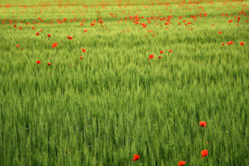 green wheat field with red poppies in spring