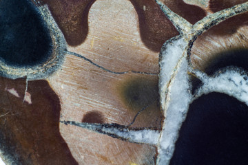 Close up shoot of natural mineral septaria with marks of polish