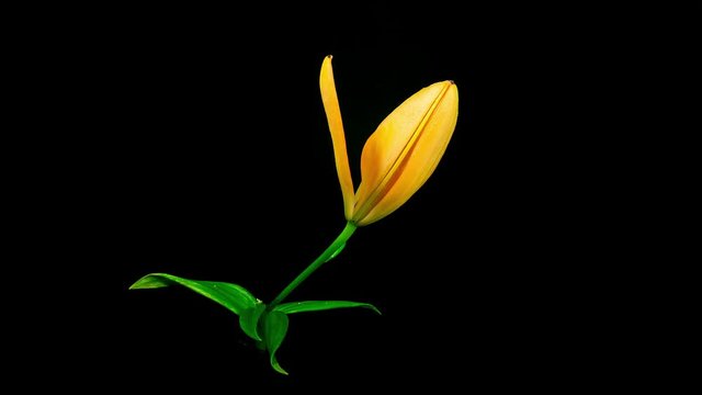 Timelapse of orange lily flower blooming on black background