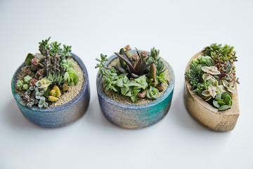 Fototapeta na wymiar Tropical green succulents in small flowerpots on white background