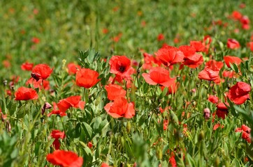 Fototapeta na wymiar Beautiful field of red poppies near Pienza in Tuscany. Italy.