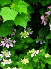 アカメガシワの若葉とガクアジサイ