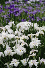 Fototapeta premium 菖蒲の花満開