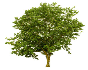 Trees cut and placed on a white background, Clipping path