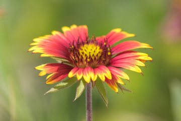flower on green background